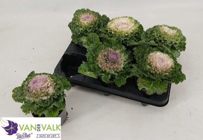 <h4>BRASSICA (SIERKOOL)</h4>