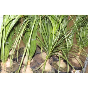 BEAUCARNEA P24