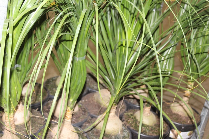 <h4>BEAUCARNEA P24</h4>