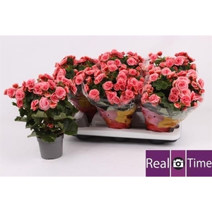 Begonia Elatior mix 13Ø 35cm