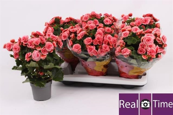 Begonia Elatior mix 13Ø 35cm