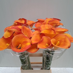 Zantedeschia solero art