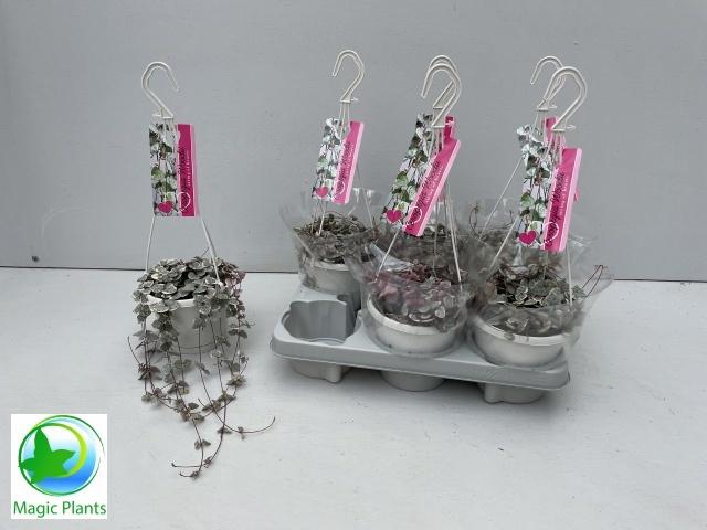 <h4>CEROP WO VARIEGATA</h4>