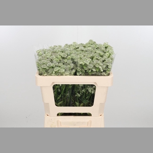 Astrantia Wit Billion Stars