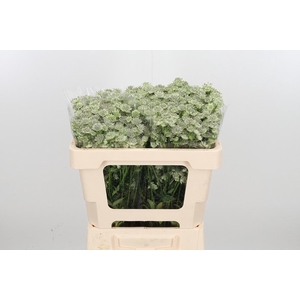 Astrantia Wit Billion Stars