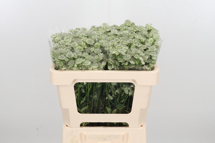 <h4>Astrantia Wit Billion Stars</h4>