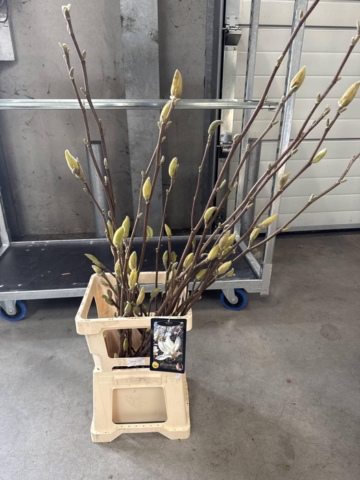 <h4>MAGNOLIA PEGASUS*</h4>