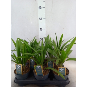 Trachycarpus fortunei
