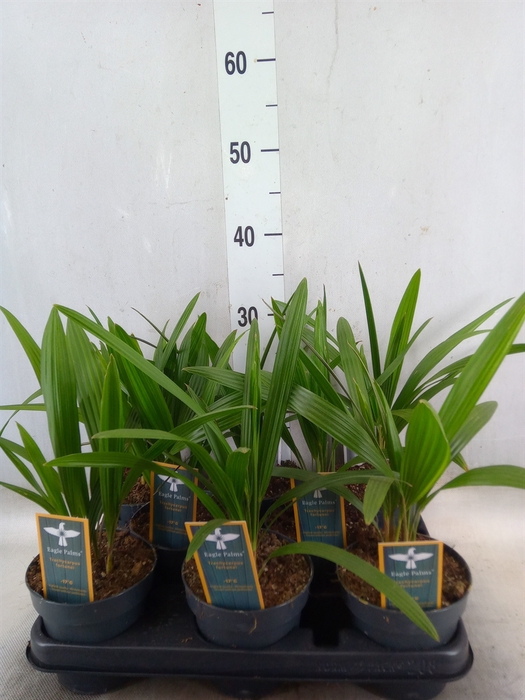 <h4>Trachycarpus fortunei</h4>