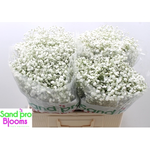 Gypsophila paniculata Xlence
