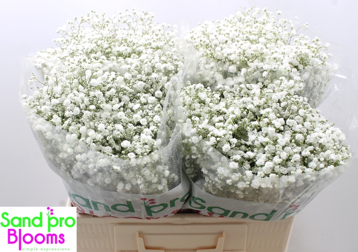 <h4>Gypsophila paniculata Xlence</h4>
