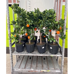 Citrus sinensis Arancia on stem