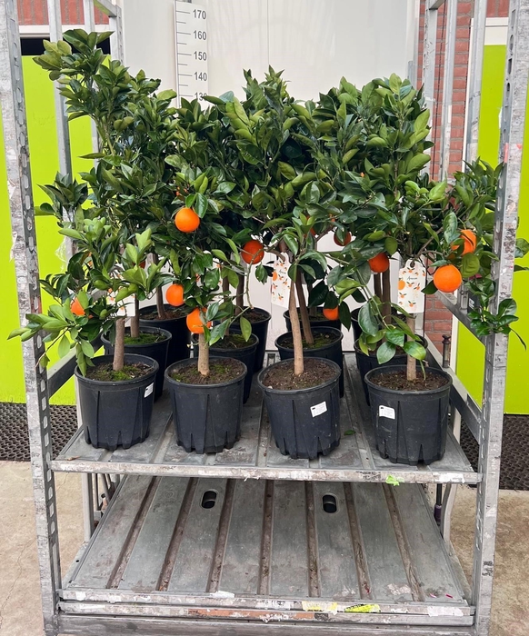 Citrus sinensis Arancia on stem