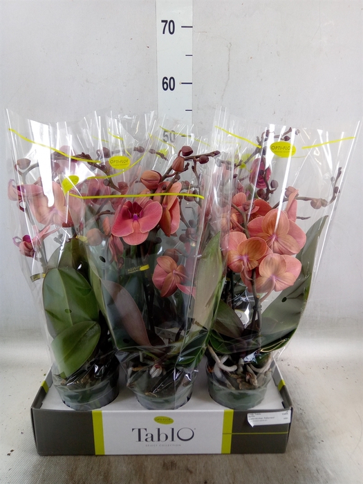 <h4>Phalaenopsis   ...orange</h4>
