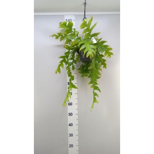 Epiphyllum   ...