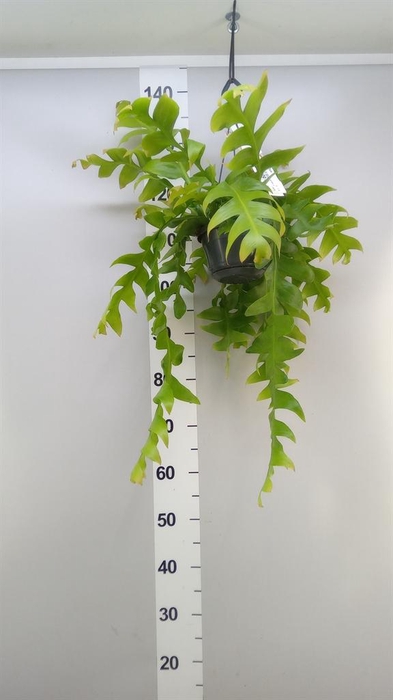<h4>Epiphyllum   ...</h4>