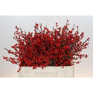 Ilex Rood