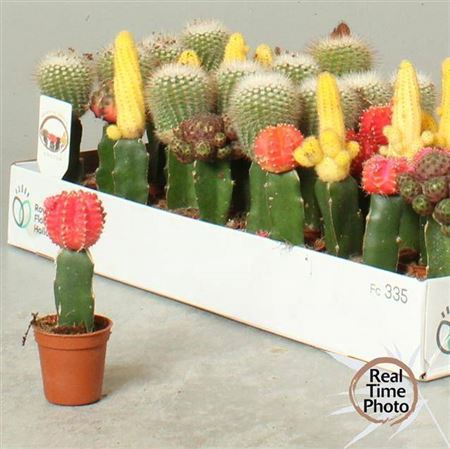 arr8 Cactus Gem