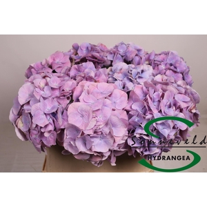 HYDR M CH MARSEPE BL