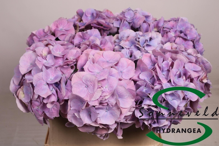 <h4>HYDR M CH MARSEPE BL</h4>