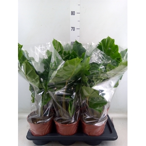 Alocasia  'Low Rider'