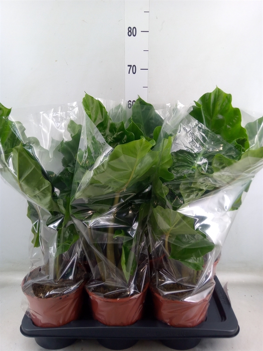 <h4>Alocasia  'Low Rider'</h4>