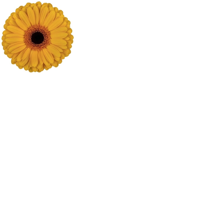 <h4>Gerbera Oaklyn Diamond</h4>