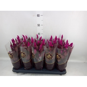 Celosia spic. 'Mystic Shades'