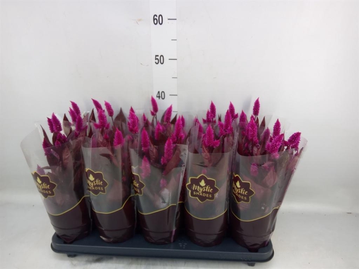 <h4>Celosia spic. 'Mystic Shades'</h4>