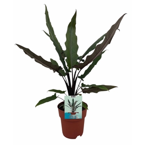 Alocasia Lauterbachiana (Peat Free / Veenvrij)