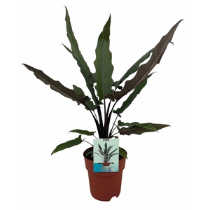 Alocasia Lauterbachiana (Peat Free / Veenvrij)