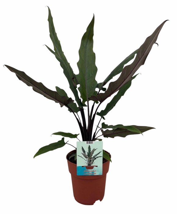 <h4>Alocasia Lauterbachiana (Peat Free / Veenvrij)</h4>