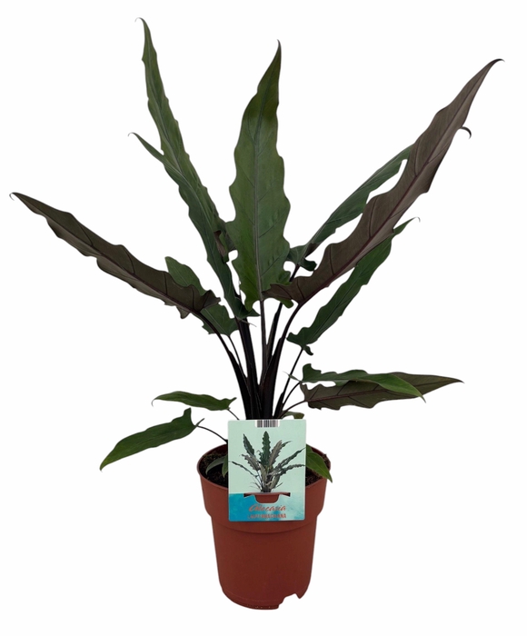 <h4>Alocasia Lauterbachiana (Peat Free / Veenvrij)</h4>