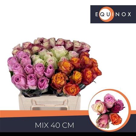 <h4>Rosa grootbloemig gemengd in fust</h4>