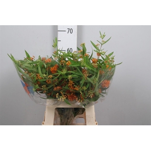 Ascl Tuberosa