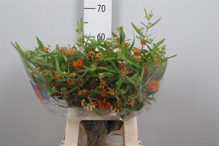 <h4>Ascl Tuberosa</h4>