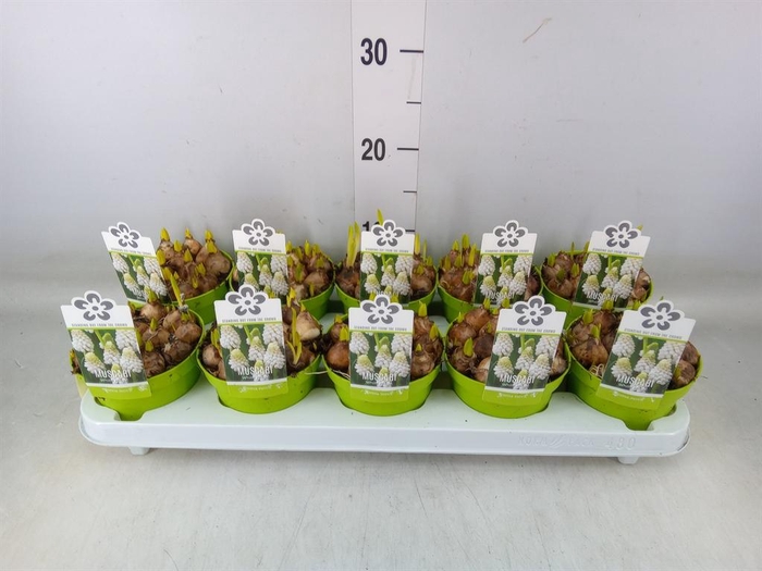 <h4>Muscari 'Magic White'</h4>