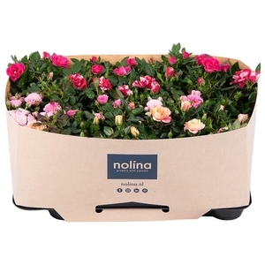 Nolina Roses Ø 7 cm Mix with tray collar