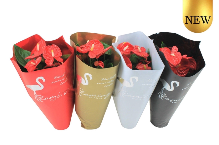 <h4>Anthurium XL.9 Jambo Red 17cm in diverse kleuren sierhoes</h4>