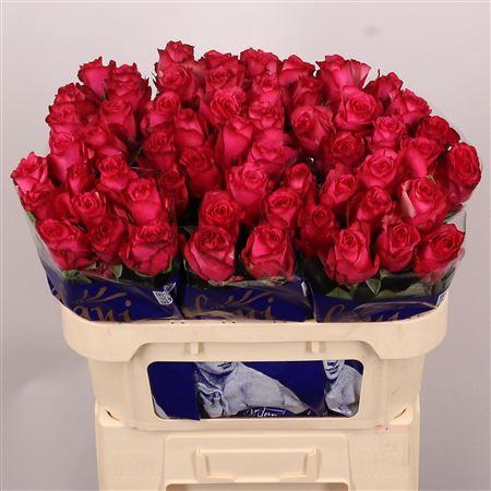<h4>R Gr Paloma Royale</h4>
