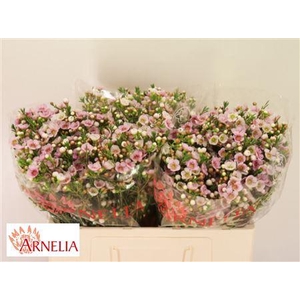 Chamelaucium Choir Girl 50cm 25gr