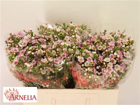 <h4>Chamelaucium Choir Girl 50cm 25gr</h4>