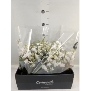 Phalaenopsis multi. 'White Punch'