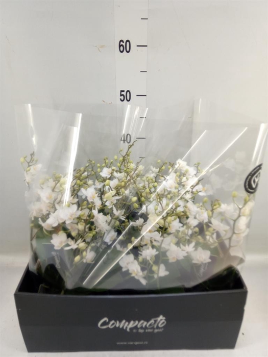 <h4>Phalaenopsis multi. 'White Punch'</h4>