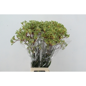 ANIGOZ ARANKA 90CM