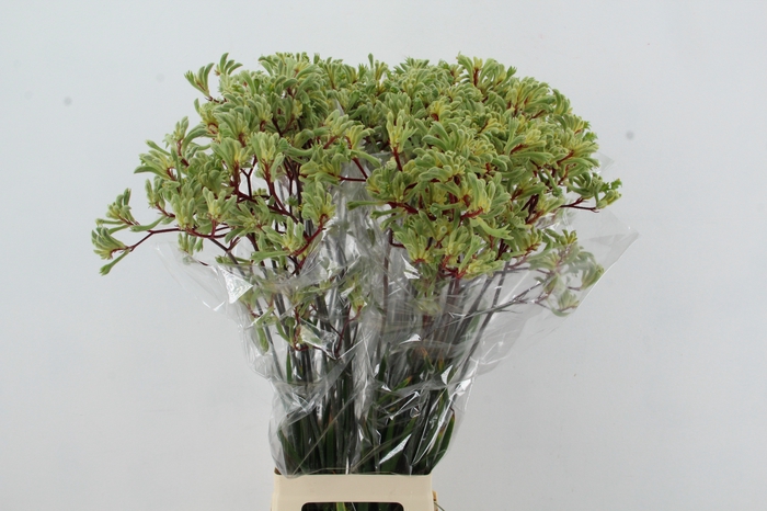 <h4>ANIGOZ ARANKA 90CM</h4>