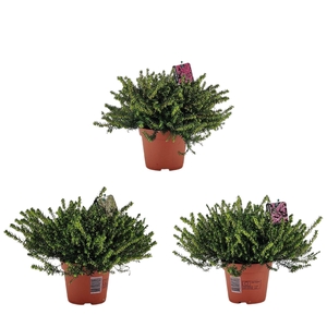 Erica darleyensis Mix P13