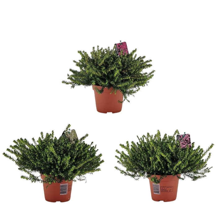 <h4>Erica darleyensis Mix P13</h4>