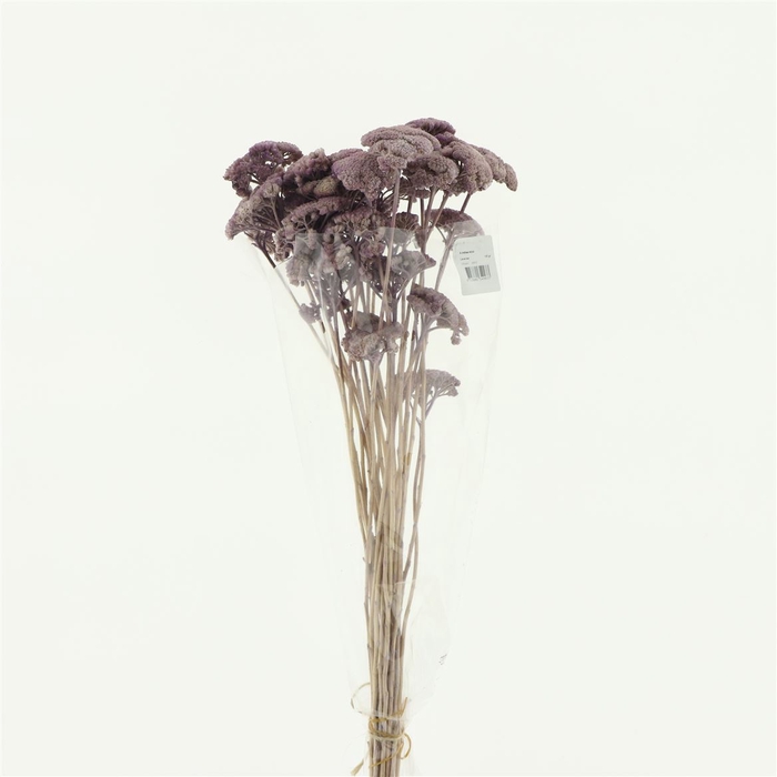 Dried Achillea Pastel Lavendula