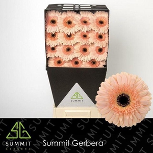 GE GR CAFE DEL MAR Diamond